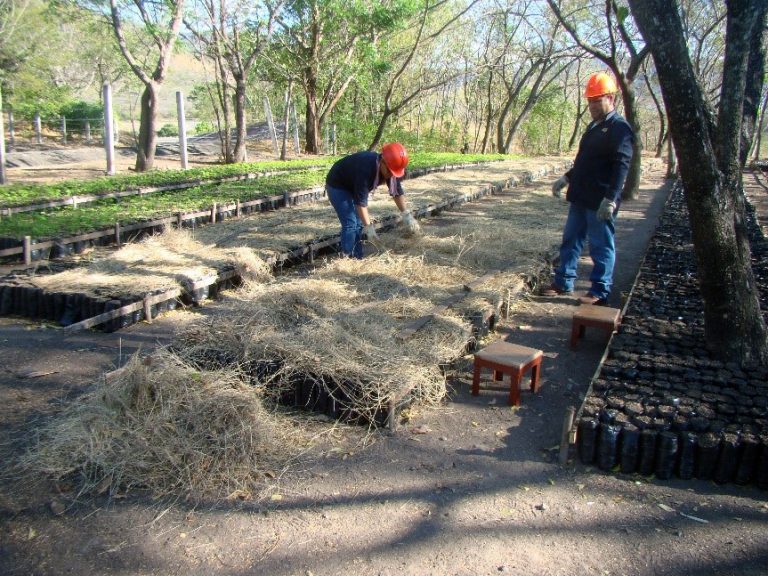 Cuarenta mil plántulas se cultivarán en Planta Hidroeléctrica Carlos Fonseca