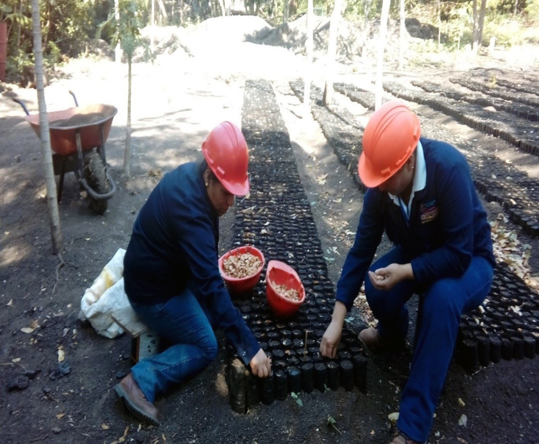 Lee más sobre el artículo Inicia proceso de reforestación en cuenca y micro cuencas de los Embalses Apanás y Asturias