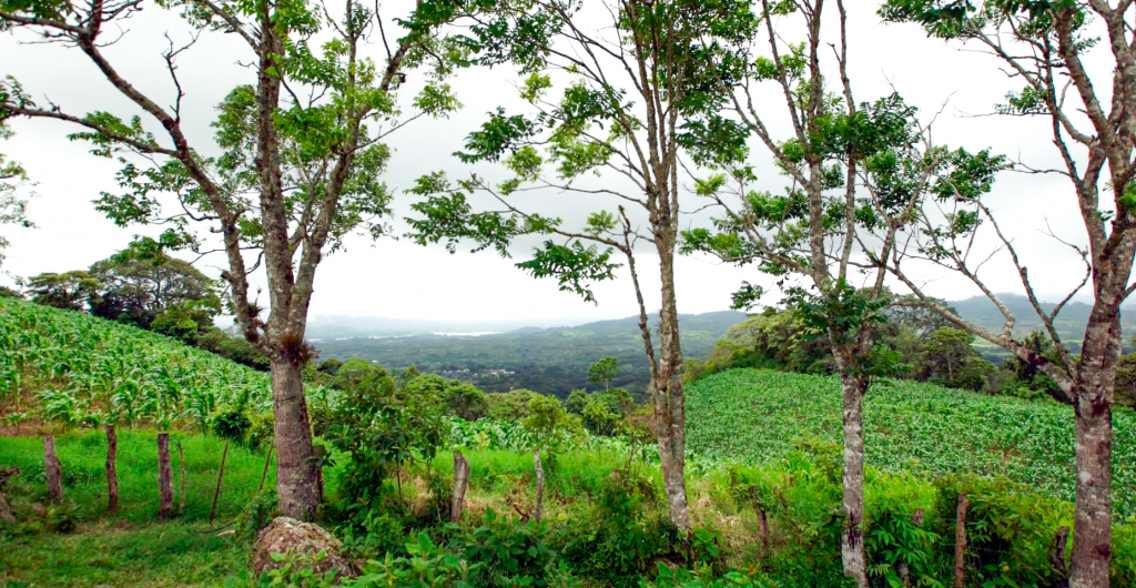 Implementación de SAF en la Reserva Silvestre Privada (RSP) La Esperanza.
