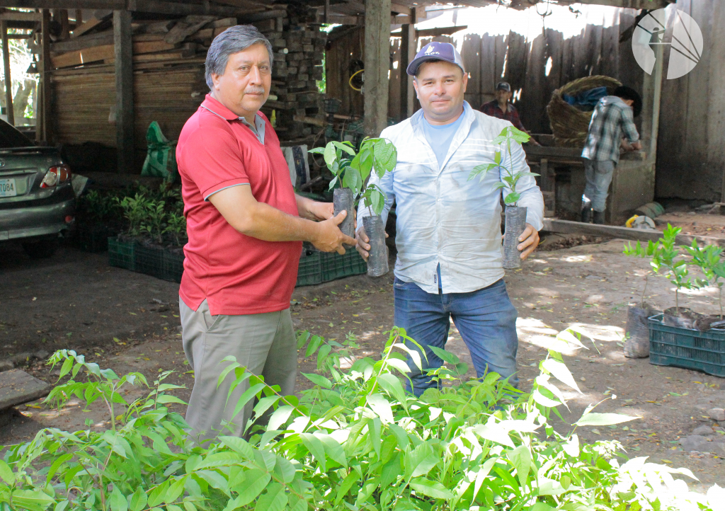 Especialista del MCSA entrega incentivo de plantas a productor de la comunidad Lipululo en Jinotega.