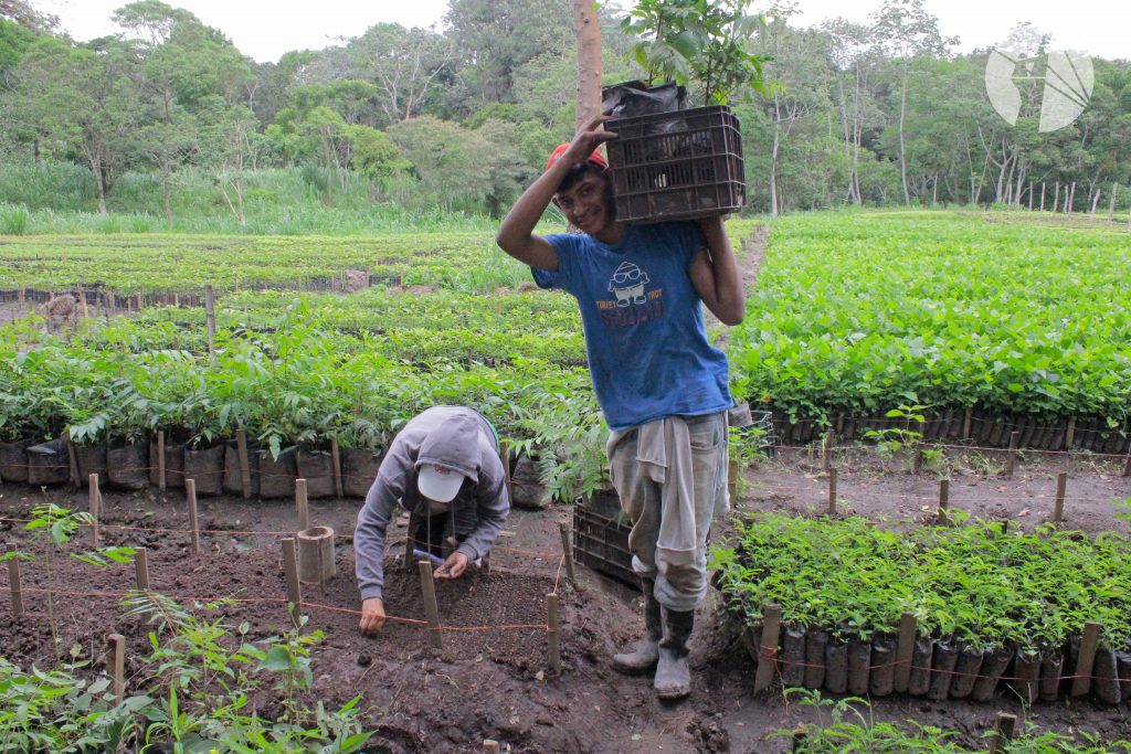 Vivero El Petén produce 30 mil plantas para el MCSA. 