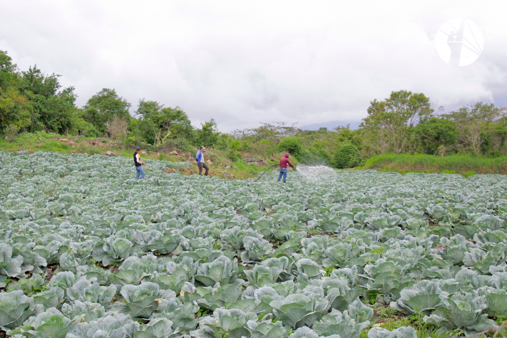 Productores de hortaliza, Comunidad de Sarawasca, Jinotega.
