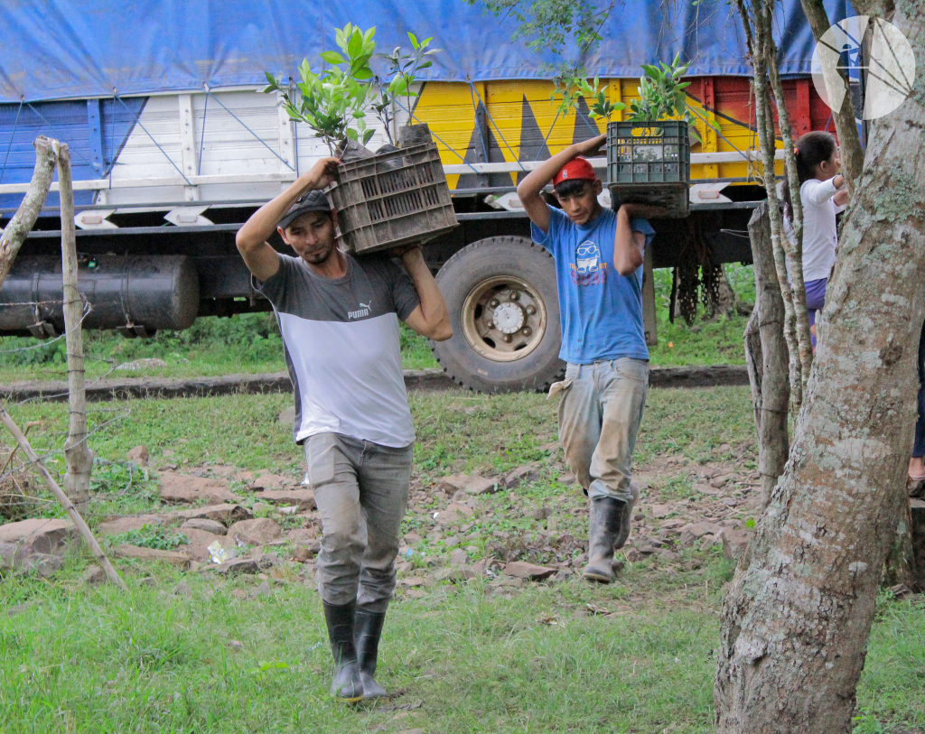 Protagonista del MCSA recibe incentivo de plantas para establecer Sistemas Agroforestales.