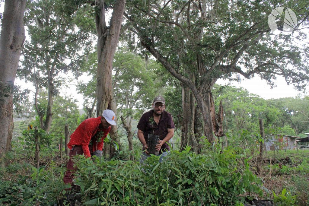 Don Ricardo Araúz recibe plantas forestales y frutales para establecer Sistemas Silvopastoril en su finca ubicada en la Subcuenca Hidrológica Apanás-Asturias. 